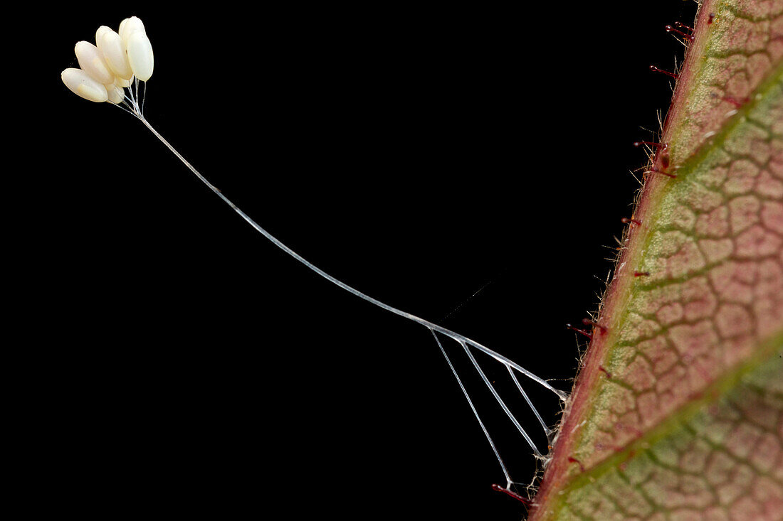 Green Lacewing (Nineta sp) eggs, Kerinci Seblat National Park, Sumatra, Indonesia