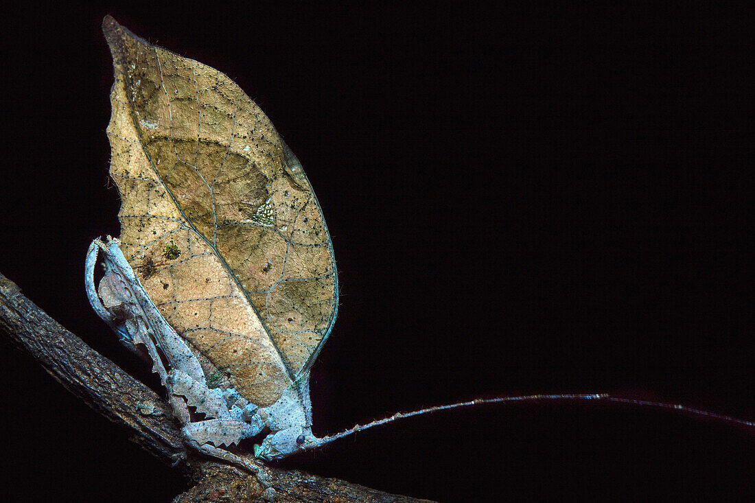 Leaf Katydid (Typophyllum bolivari) female, photographed under UV light, Amazon, Ecuador