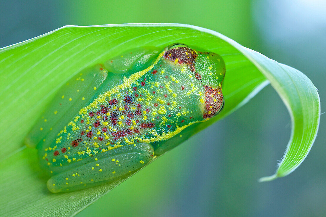 Mantellid Frog (Boophis bottae), Andasibe-Mantadia National Park, Antananarivo, Madagascar