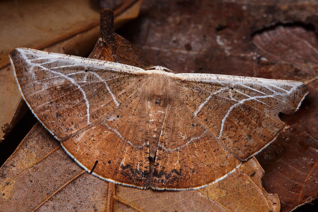 Looper Moth (Geometridae) with wings mimicking fungus, Yasuni National Park, Ecuador