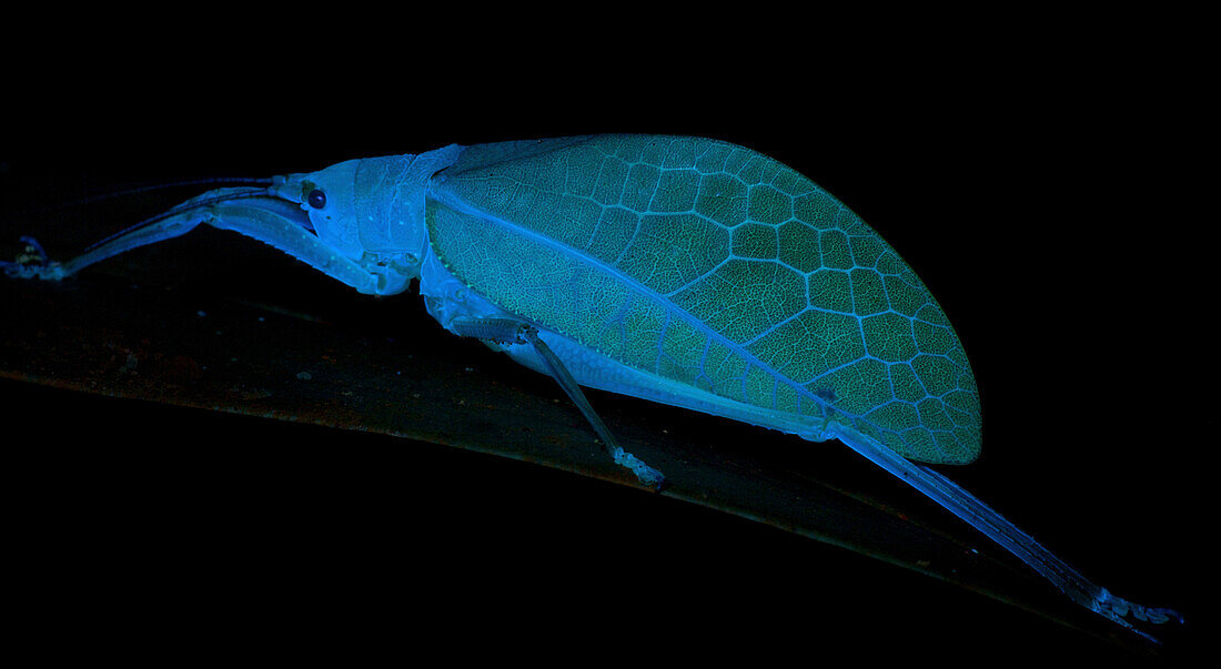 Katydid (Platyphyllum obtusum), photographed under UV light, Leticia, Amazon, Colombia