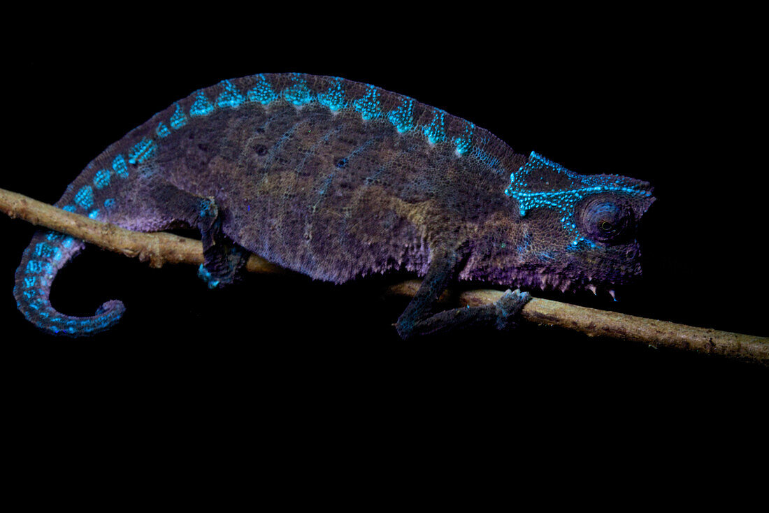 Horned Leaf Chameleon (Brookesia superciliaris), Ranomafana National Park, Madagascar