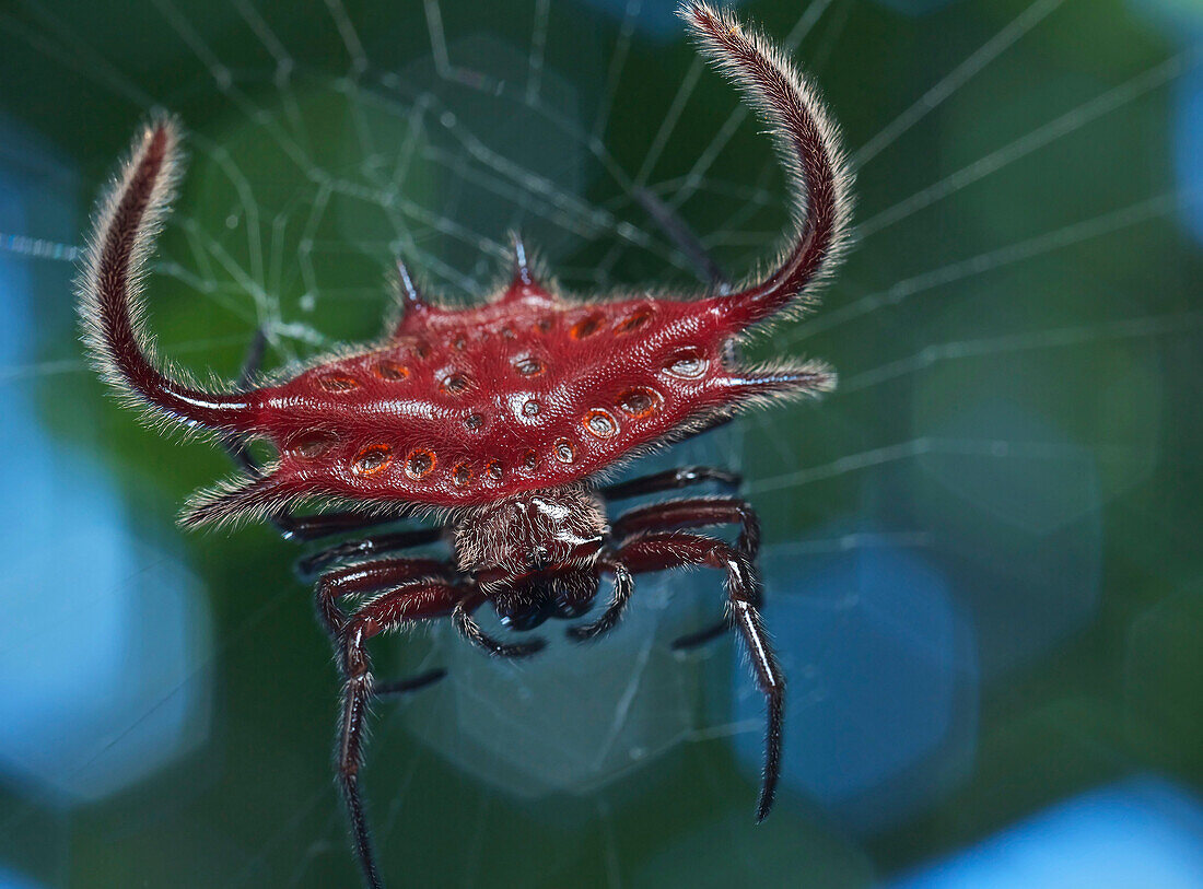 Spiny Spider (Gasteracantha falcicornis), Udzungwa Mountains National Park, Tanzania