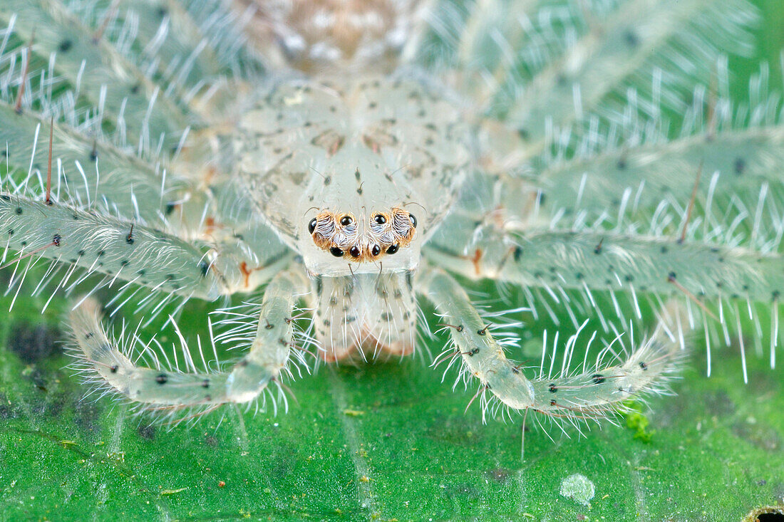 Giant Crab Spider (Sparassidae) juvenile, Hitoy Cerere Biological Reserve, Costa Rica