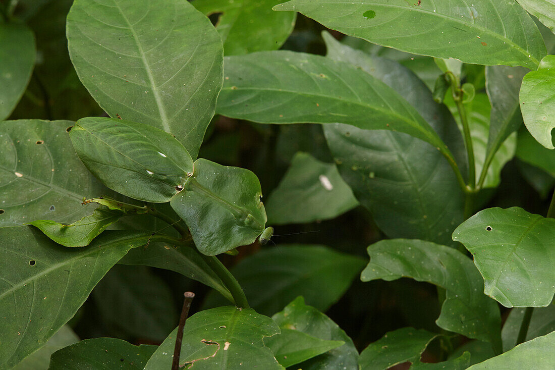 Praying Mantis (Choeradodis sp) camouflaged in leaves, Amazon, Ecuador