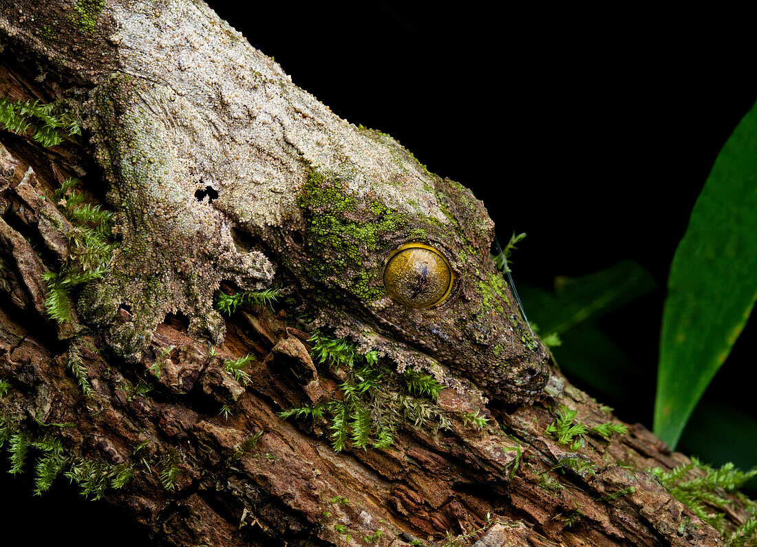 Leaf-tailed Gecko (Uroplatus sikorae) camouflaged on tree, Andasibe-Mantadia National Park, Madagascar