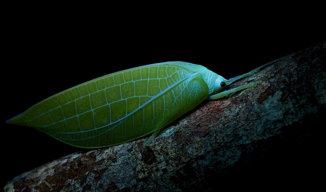Katydid (Cratioma borneense), photographed under UV light, Mount Kinabalu National Park, Sabah, Borneo, Malaysia
