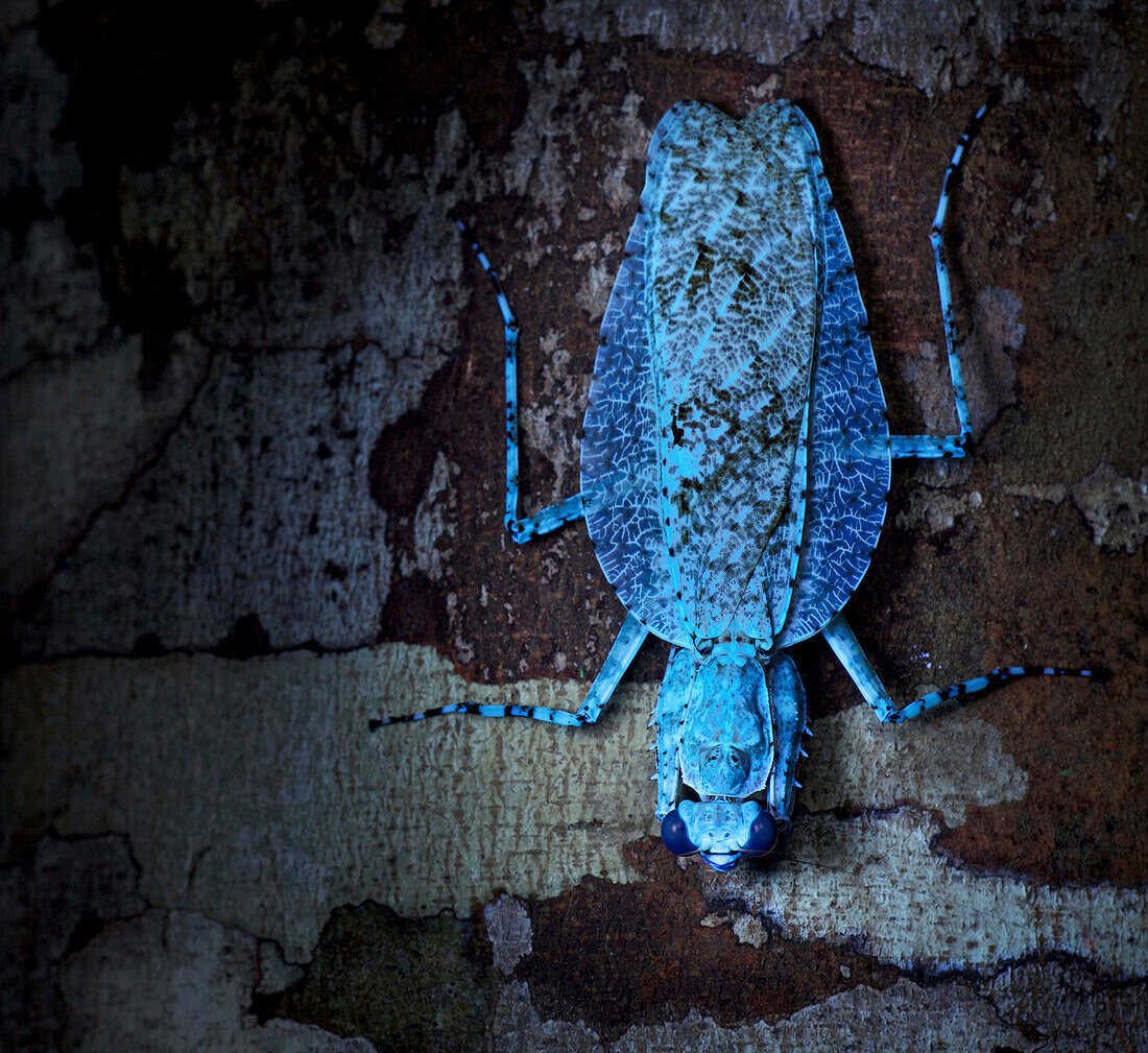 Mantid (Theopompa sp), photographed under UV light, Danum Valley Conservation Area, Sabah, Borneo, Malaysia