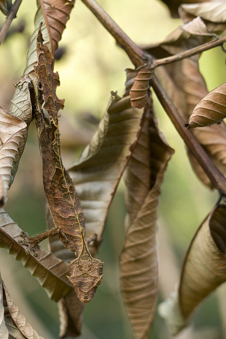 Fantastic Leaf-tail Gecko (Uroplatus phantasticus) male camouflaged amongst leaves, Ranomafana National Park, Madagascar