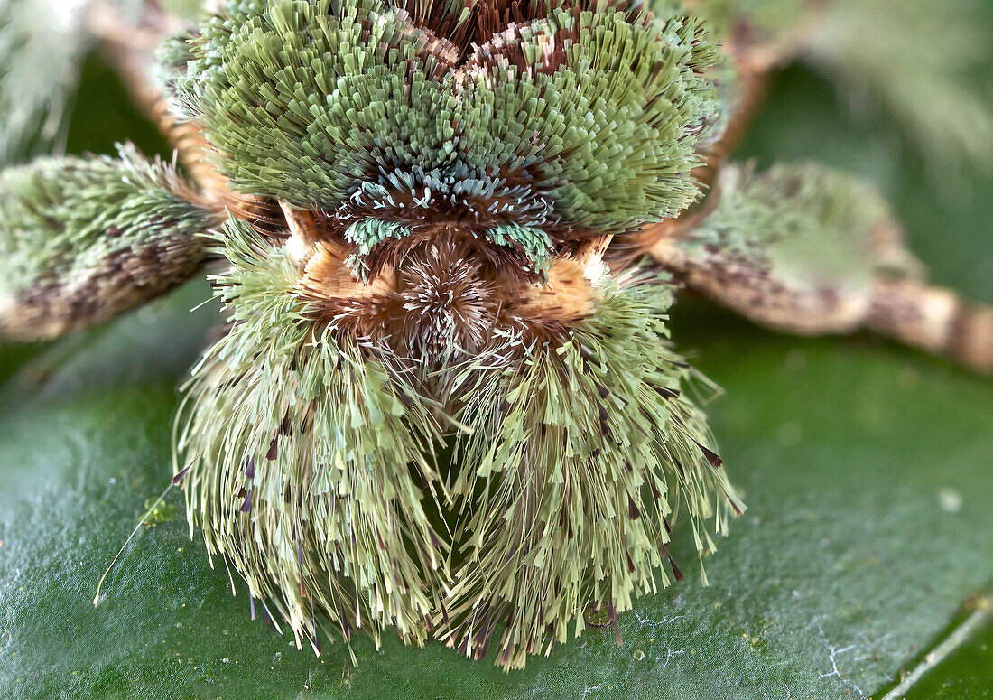 Moth (Erebidae) tail, Andasibe-Mantadia National Park, Antananarivo, Madagascar