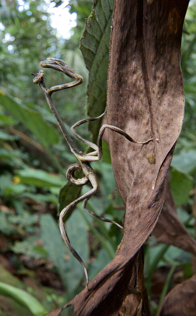 Mantid (Phyllovates sp) in rainforest, Chiriqui, Panama