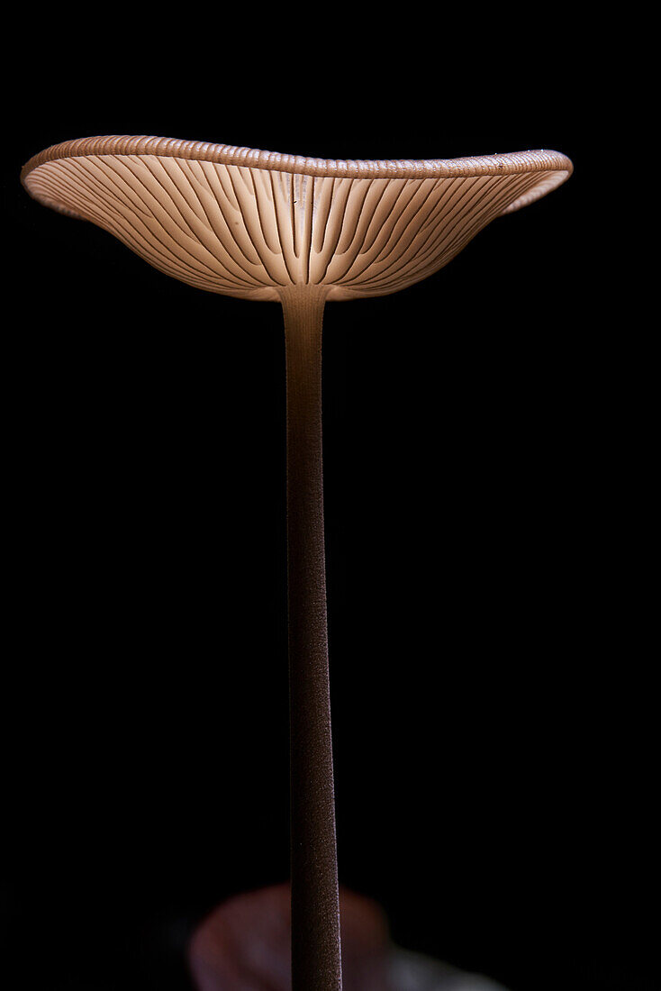 Fungus (Hymenopellis sp) mushroom, Yasuni National Park, Ecuador