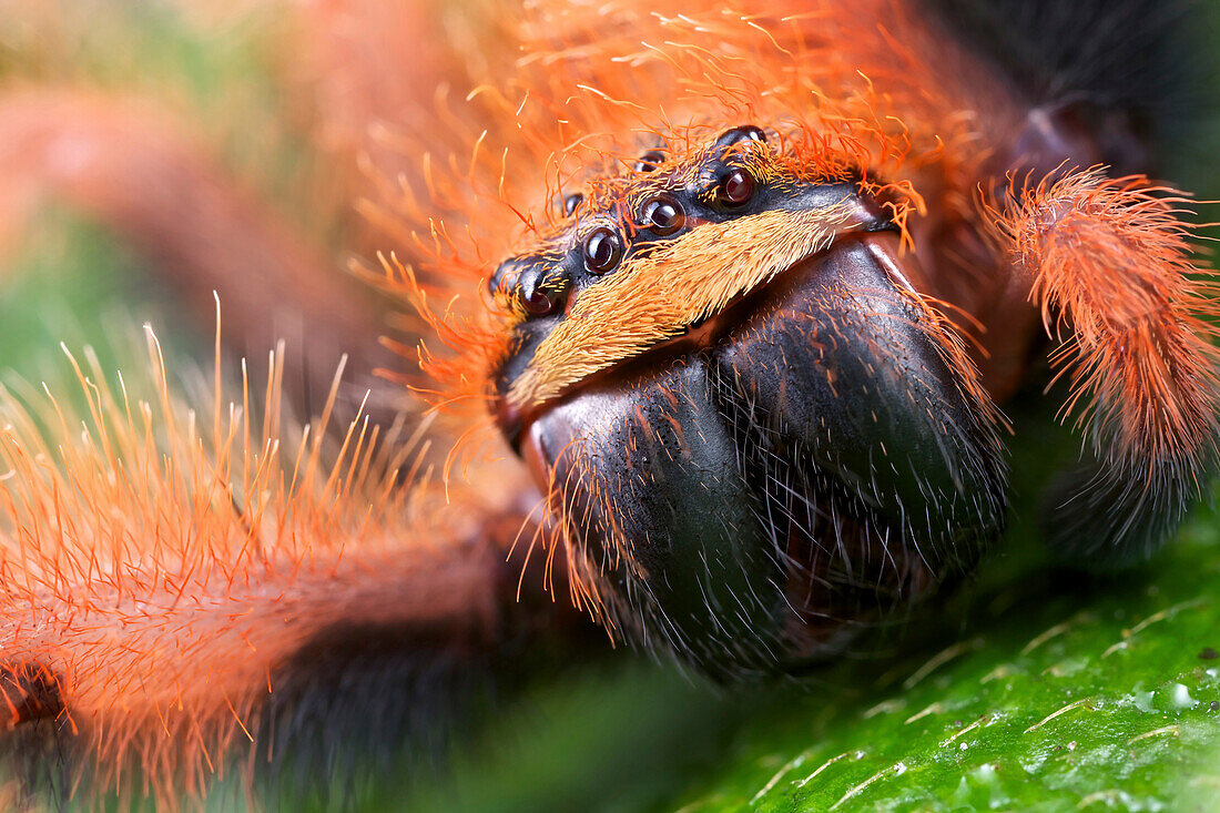 Huntsman Spider (Megaloremmius leo), Andasibe-Mantadia National Park, Antananarivo, Madagascar