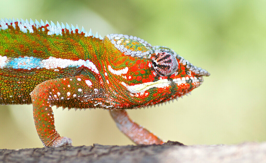 Panther Chameleon (Chamaeleo pardalis), Masoala National Park, Madagascar