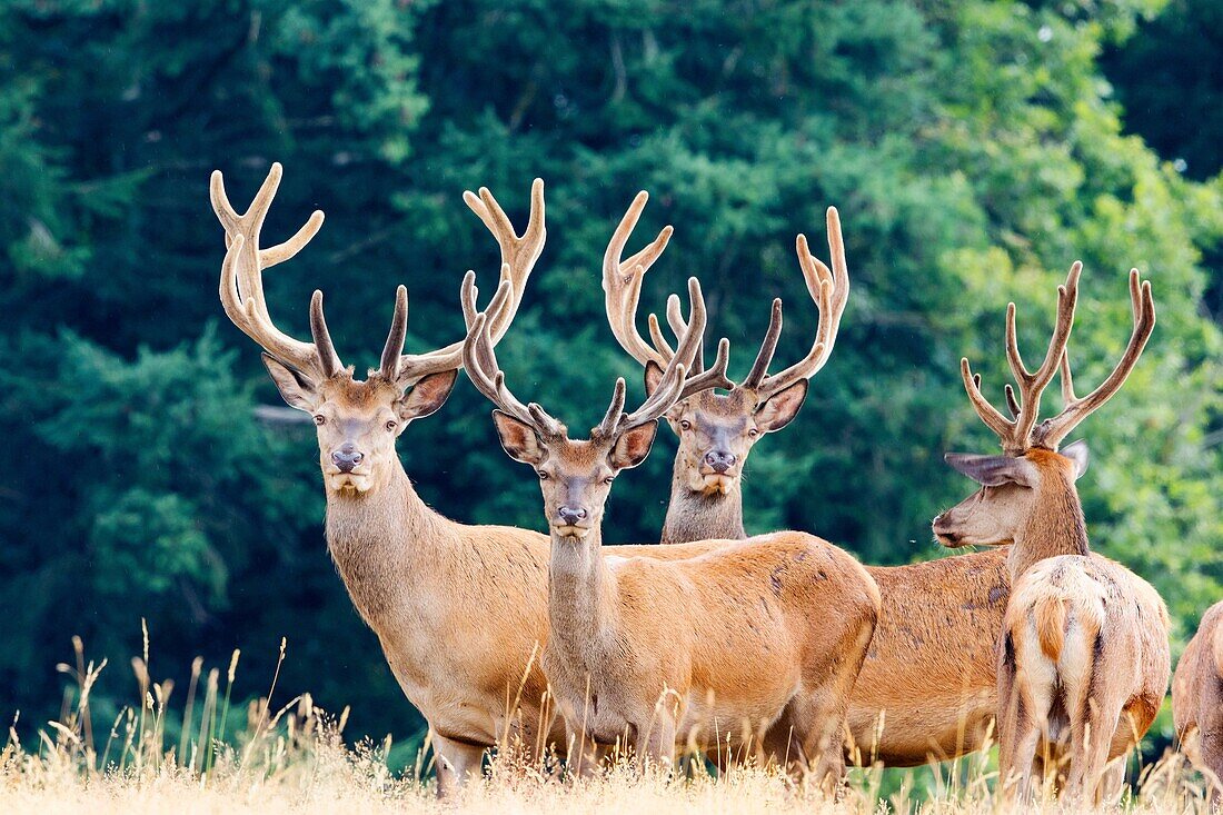 France, Haute Saone, Private park, Red Deer (Cervus elaphus), Male red deer with antlers whose velvet begins to fall.