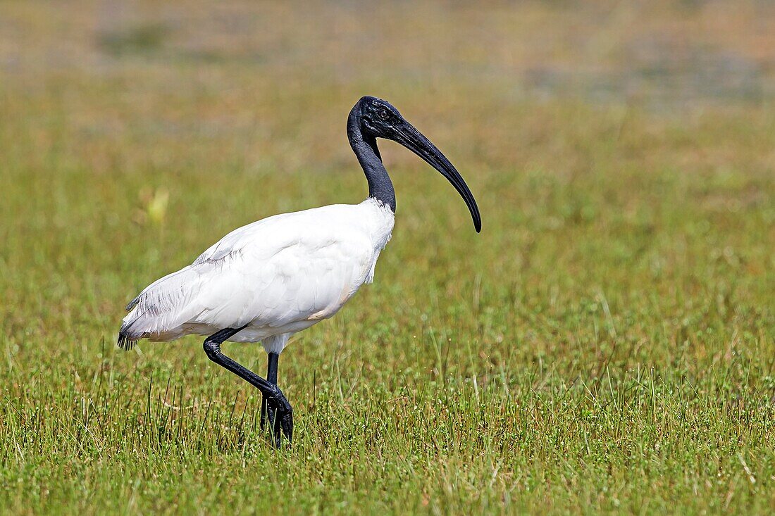 Sri Lanka, Wilpattu national patk, African sacred ibis (Threskiornis aethiopicus).