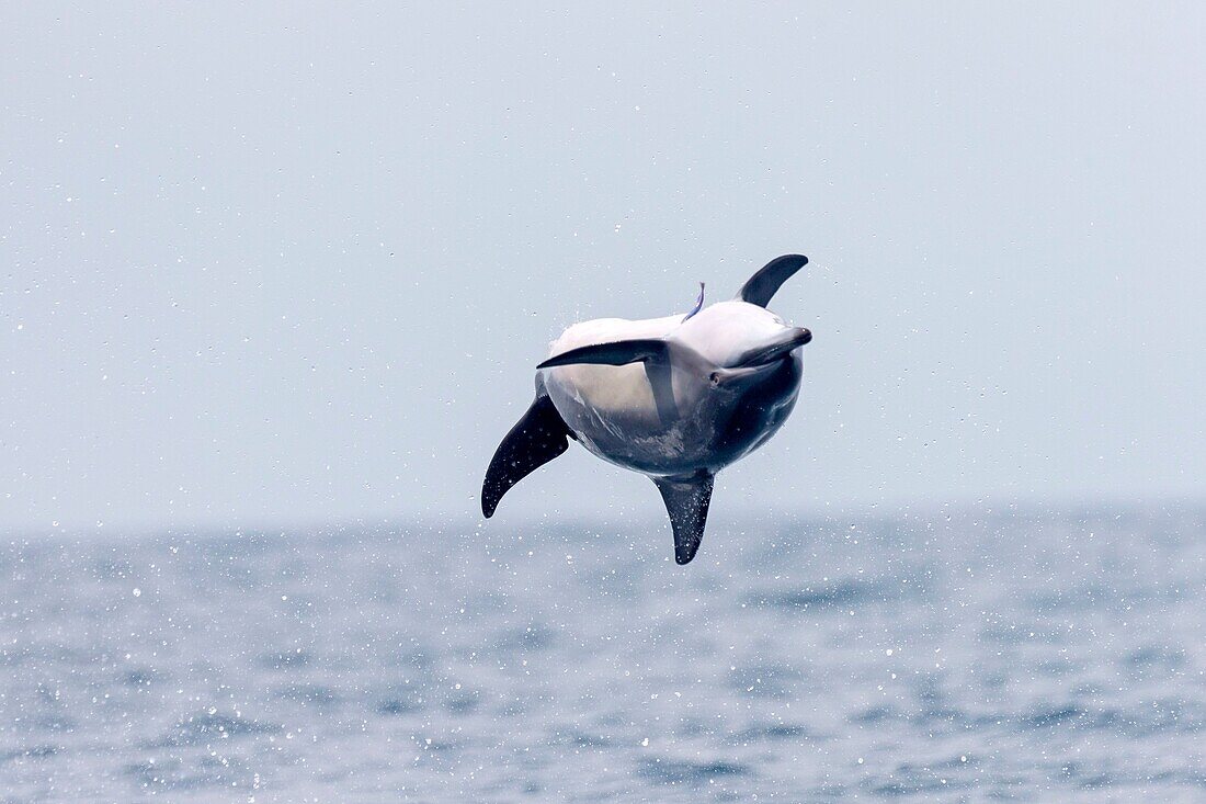 Sri Lanka, Northwest Coast of Sri Lanka, Kalpitiya, Spinner dolphin (Stenella longirostris).