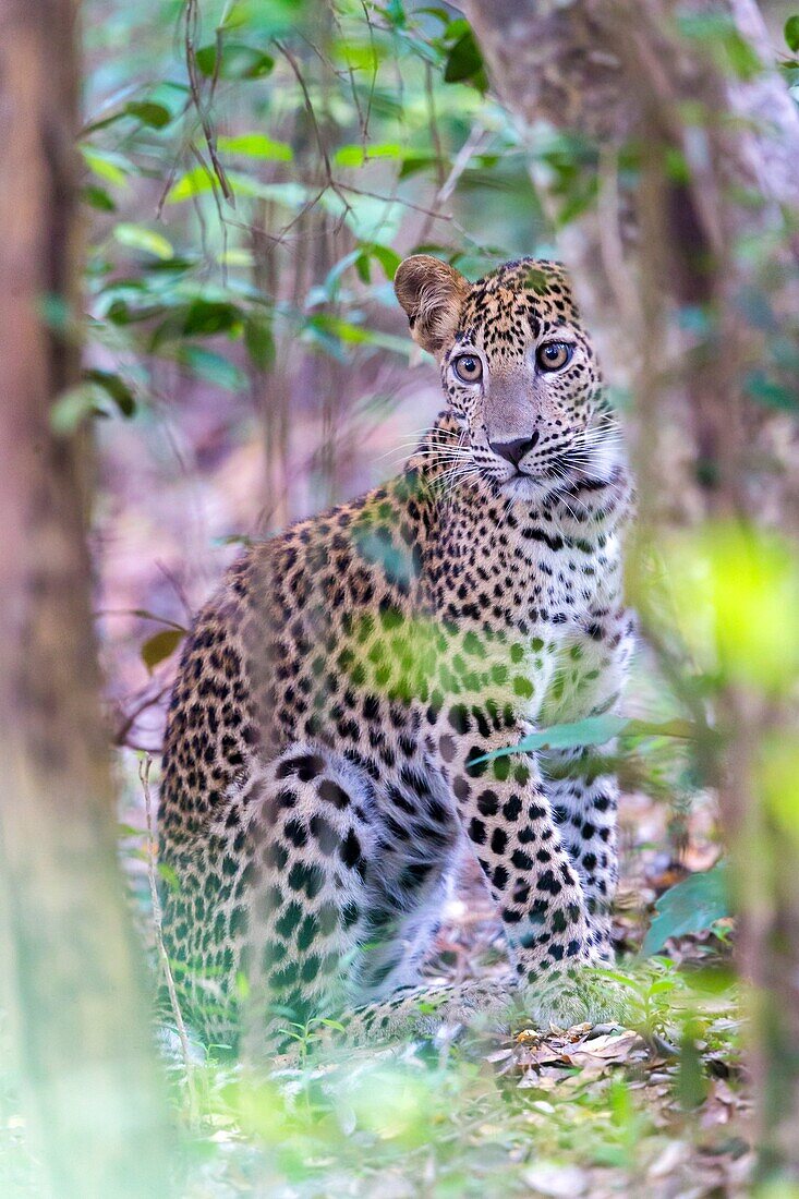 Sri Lanka, Northwest Coast of Sri Lanka, Wilpattu national patk, Sri Lankan Leopard Panthera pardus kotiya), in the forest.