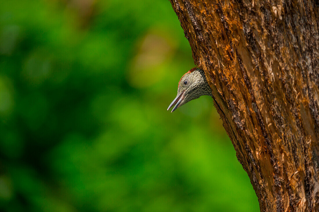 Young european green woodpecker in the nest, Trentino Alto-Adige, Italy