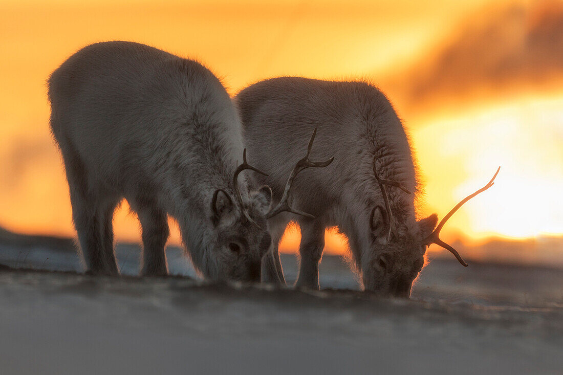 Svalbard reindeer (Rangifer tarandus platyrhynchus), in Spitsbergen, Svalbard, Norway