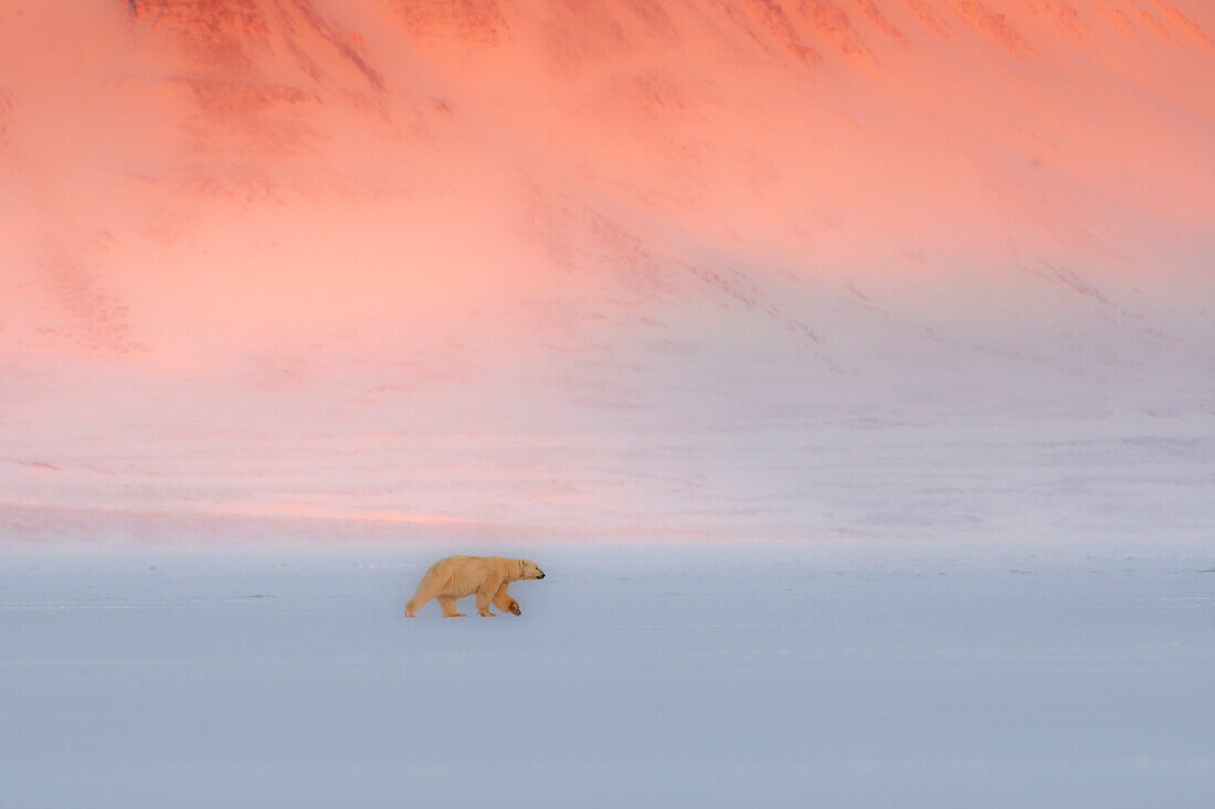 Female polar bear (ursus maritimus) in Billefjorden, in front of the ghost town of Pyramiden, Norway