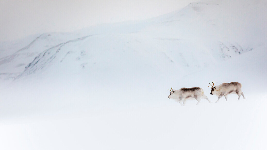 Svalbard reindeer (Rangifer tarandus platyrhynchus) in Spitsbergen