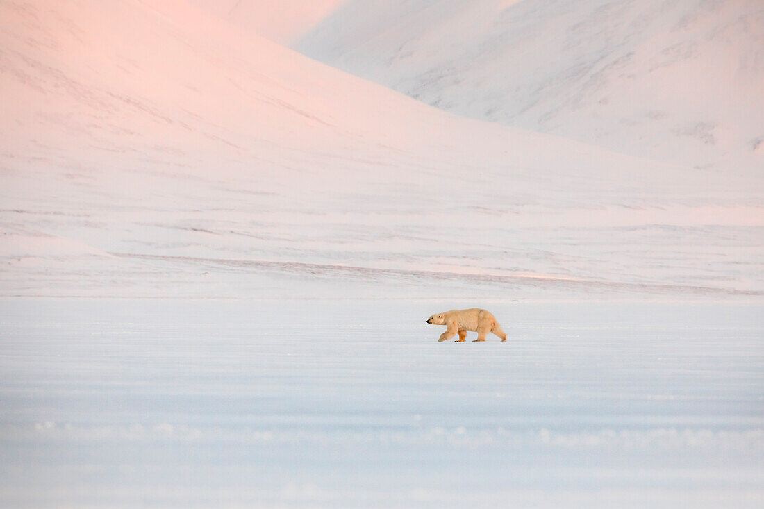 Polar bear in Billefjorden, Western Spitsbergen, Svalbard