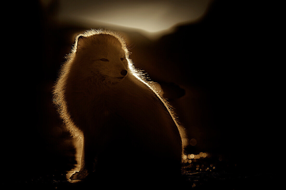 Arctic fox (vulpes lagopus) in Pyramiden, Spitsbergen, Svalbard.