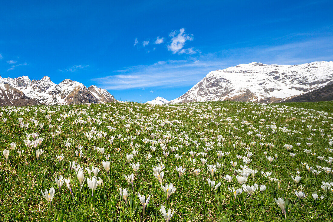 Crocus flowers during spring bloom, Alpe Braccia, Malenco Valley, province of Sondrio, Valtellina, Lombardy, Italy