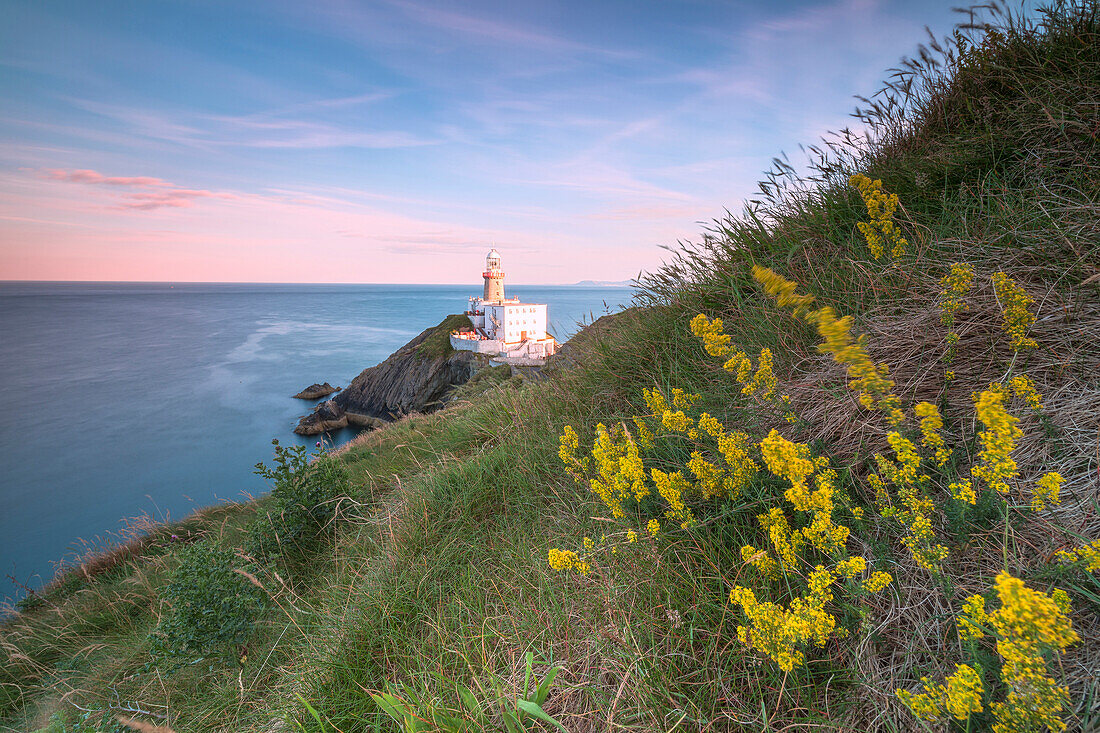 Wild flowers with Baily Lighthouse in the background, Howth, County Dublin, Ireland