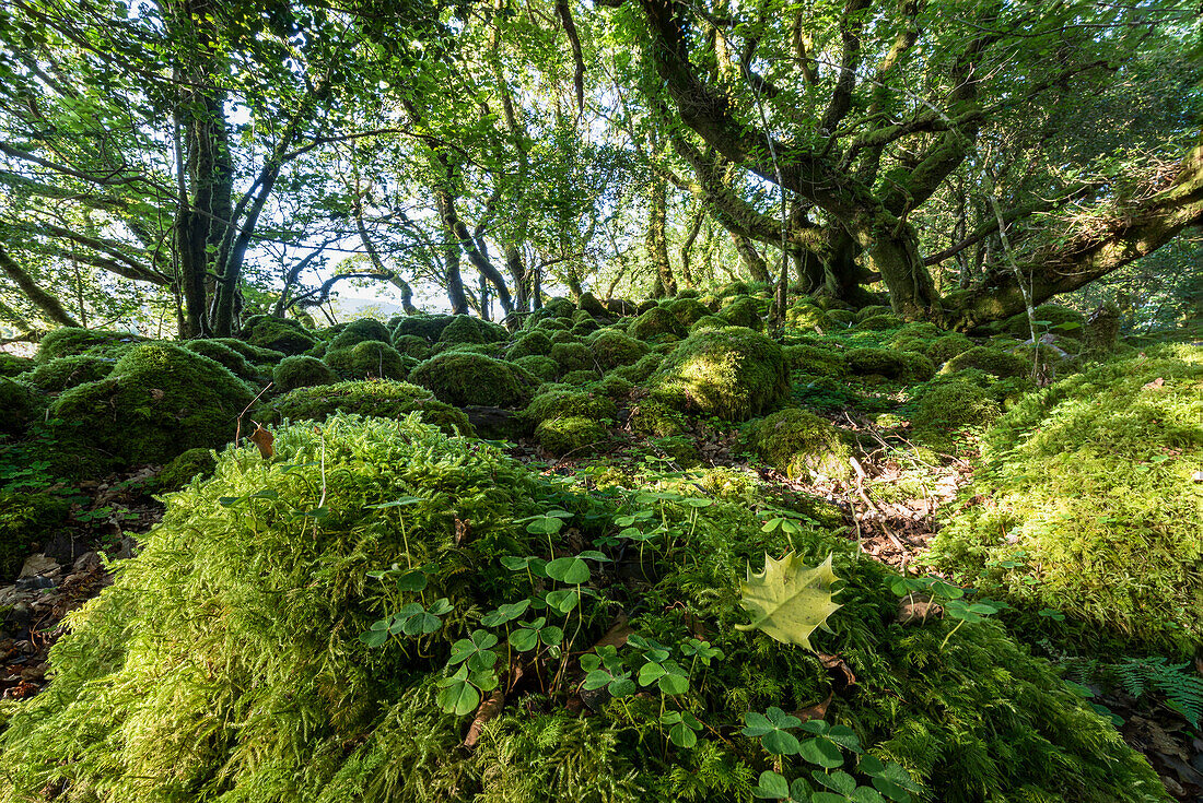 Green woods, Killarney National Park, County Kerry, Ireland