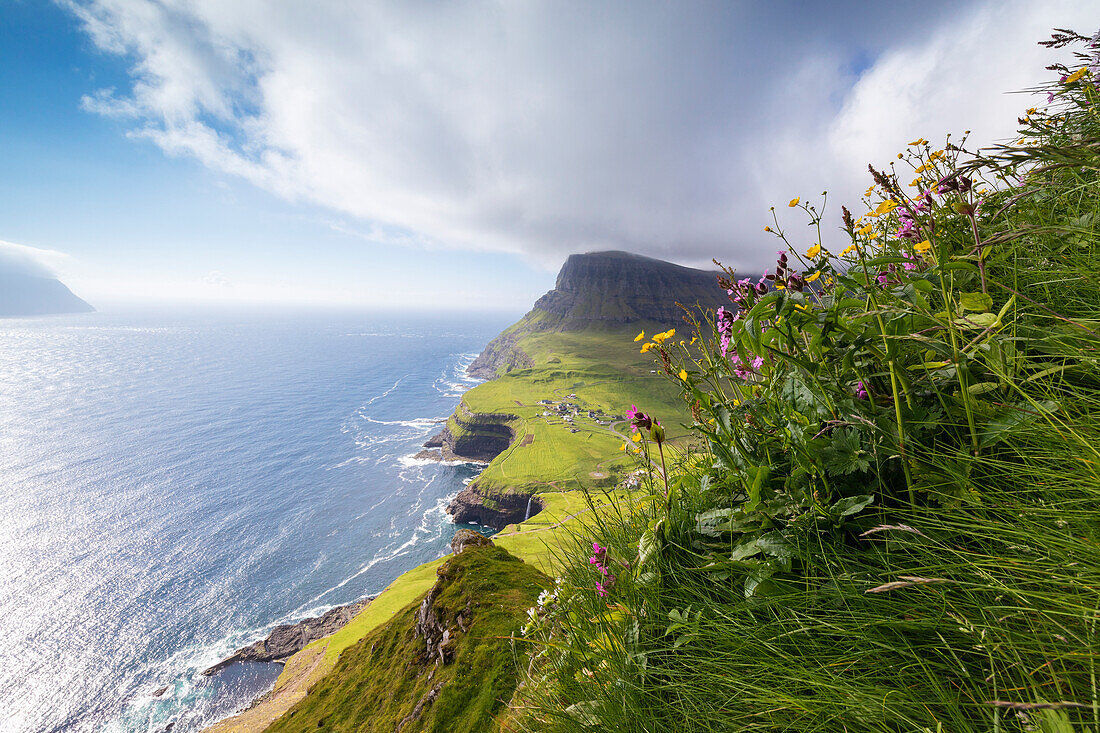 Wild flowers on top of rocks, Gasadalur, Vagar island, Faroe Islands, Denmark