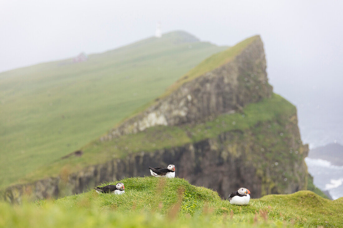 Atlantic puffins on cliffs, Mykines island, Faroe Islands, Denmark