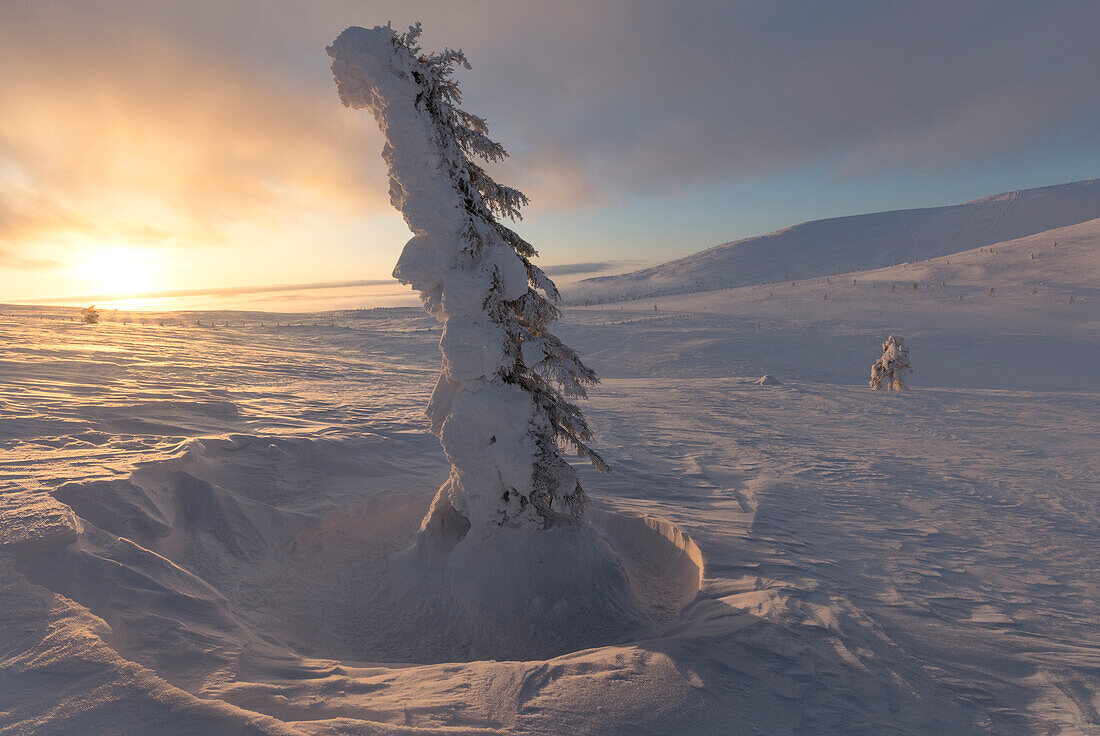 Isolated frozen tree at sunset, Pallas-Yllastunturi National Park, Muonio, Lapland, Finland