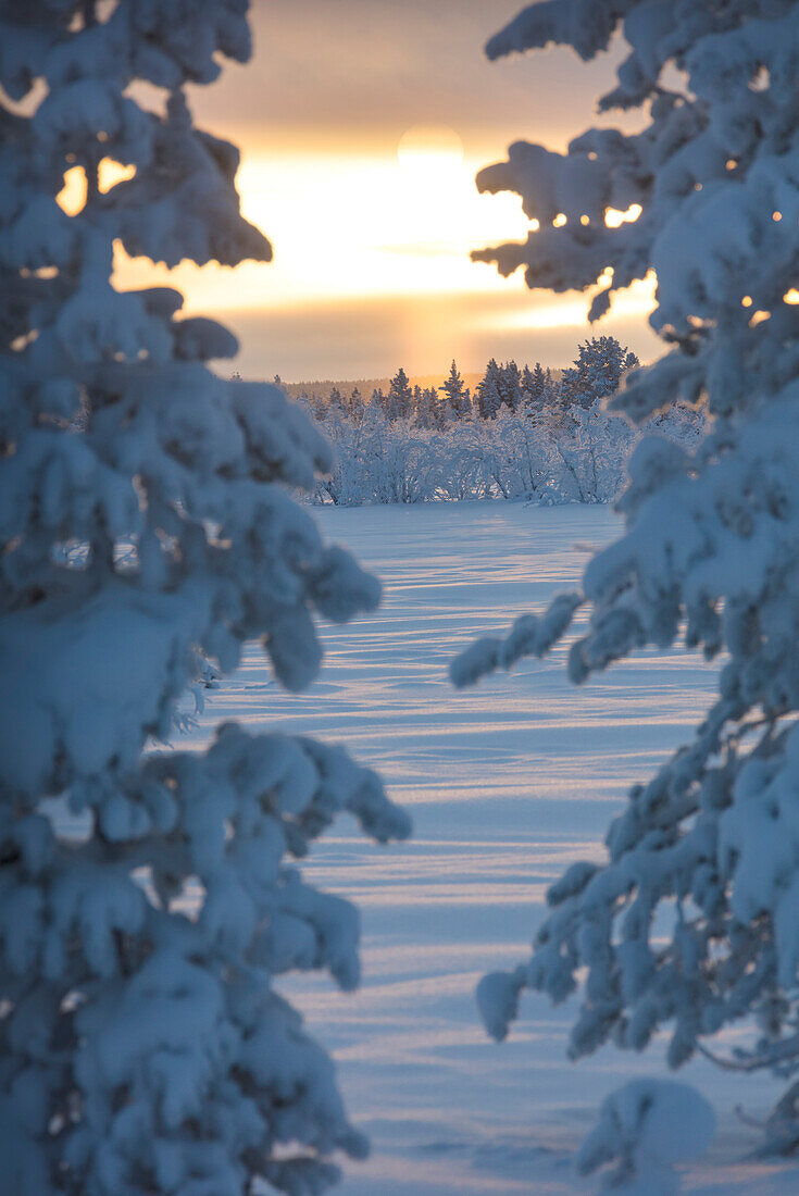 Sunset on frozen trees, Muonio, Lapland, Finland
