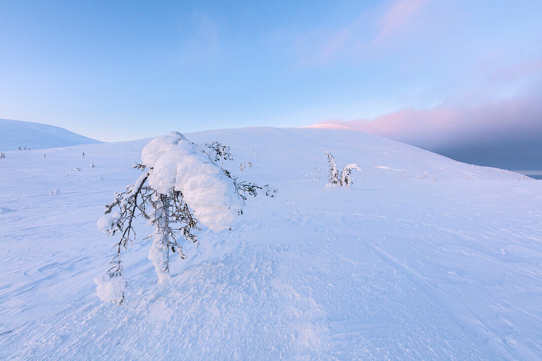 Isolated frozen tree in the snow, Pallas-Yllastunturi National Park, Muonio, Lapland, Finland