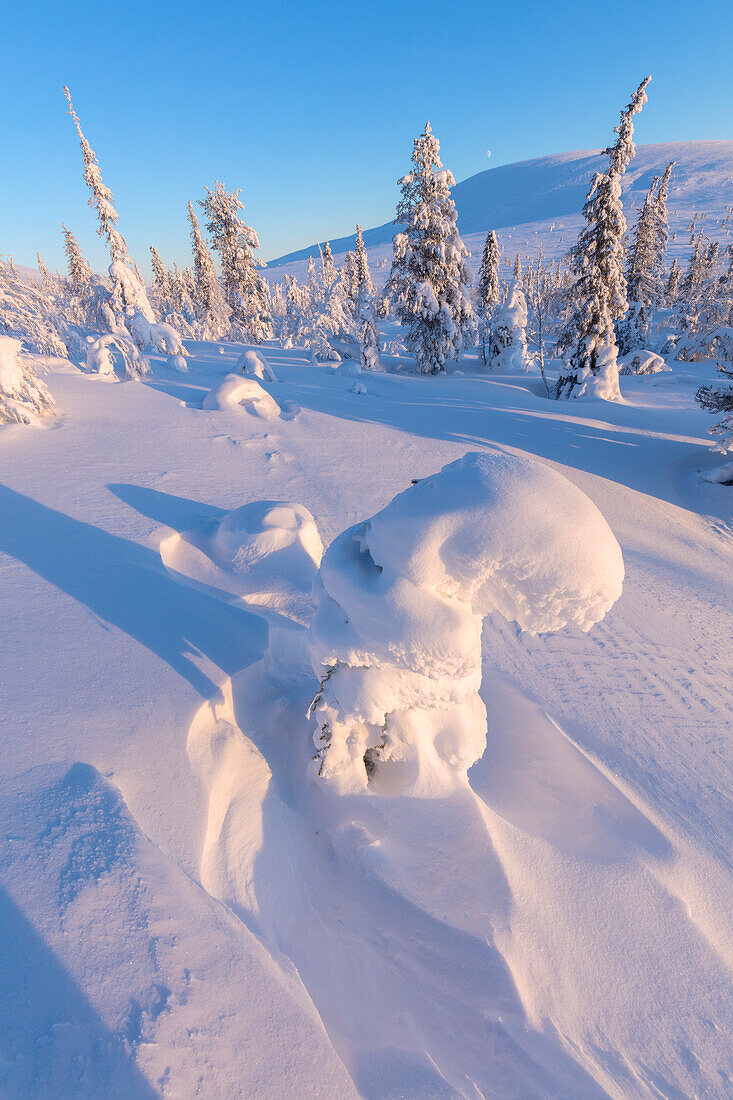 Sun on frozen trees, Pallas-Yllastunturi National Park, Muonio, Lapland, Finland