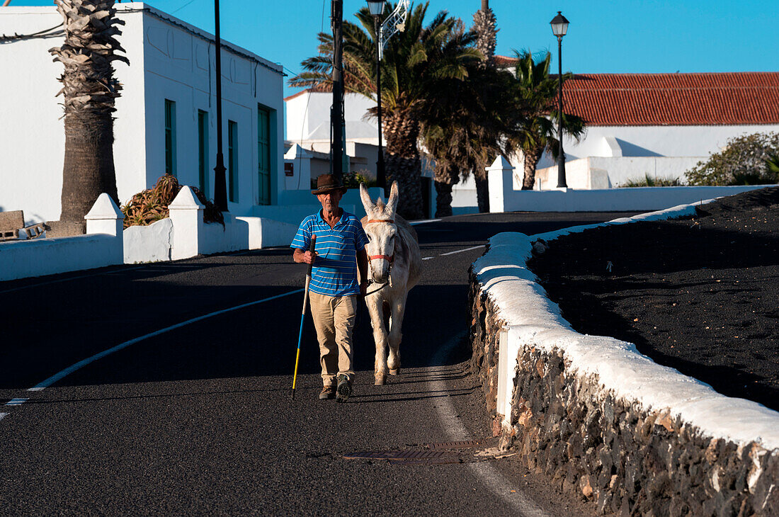 Tradional canarian local farmer with his donkey, Lanzarote, Canary island, Spain, Europe