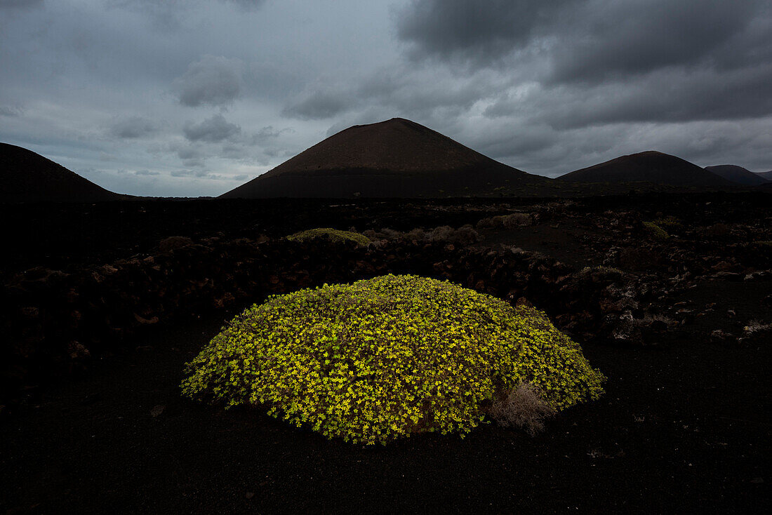 A green bush on the black volcanic sand, Timanfaya National Park, Lanzarote, Canary island, Spain, Europe