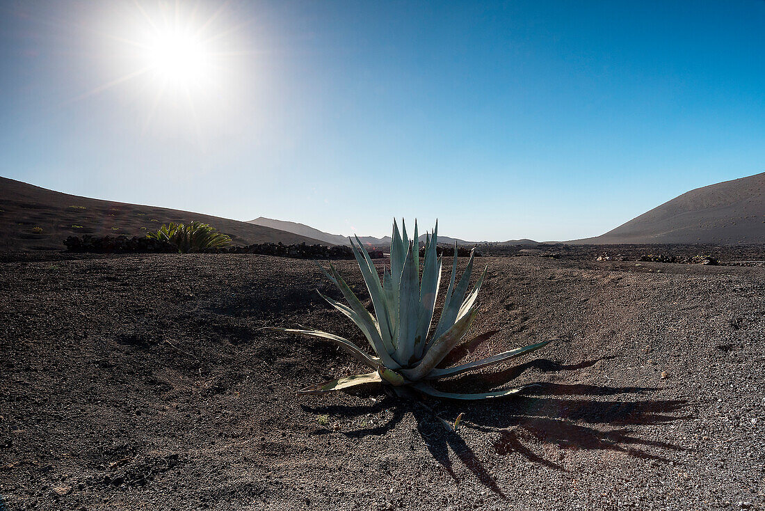 Aloe vera in Timanfaya National Park, Lanzarote, Canary island, Spain, Europe