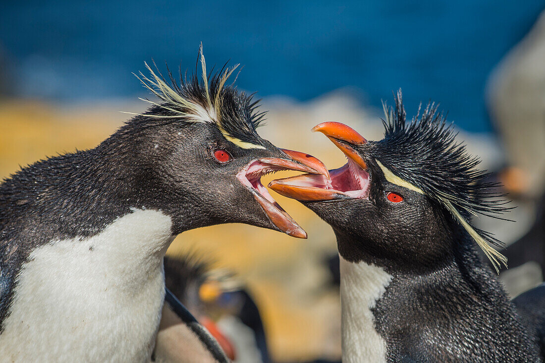 Rockhopper Penguin (Eudyptes chrysocome) pair greeting, Dunbar Island, Falkland Islands