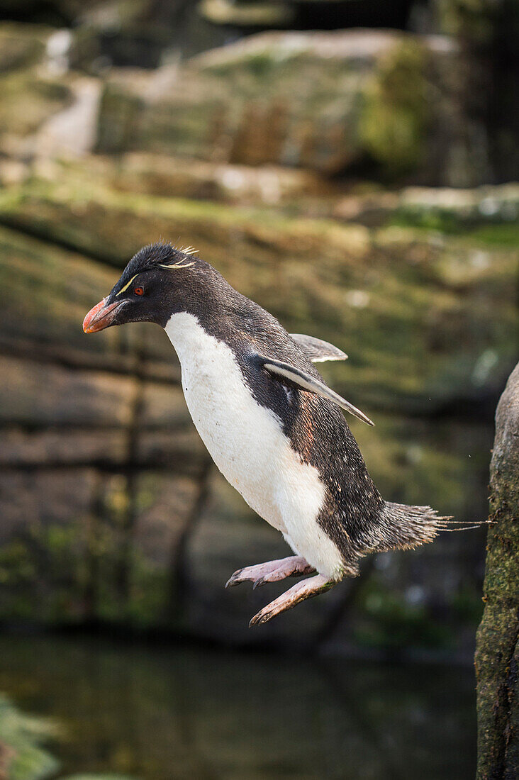 Rockhopper Penguin (Eudyptes chrysocome) jumping off rock, Dunbar Island, Falkland Islands