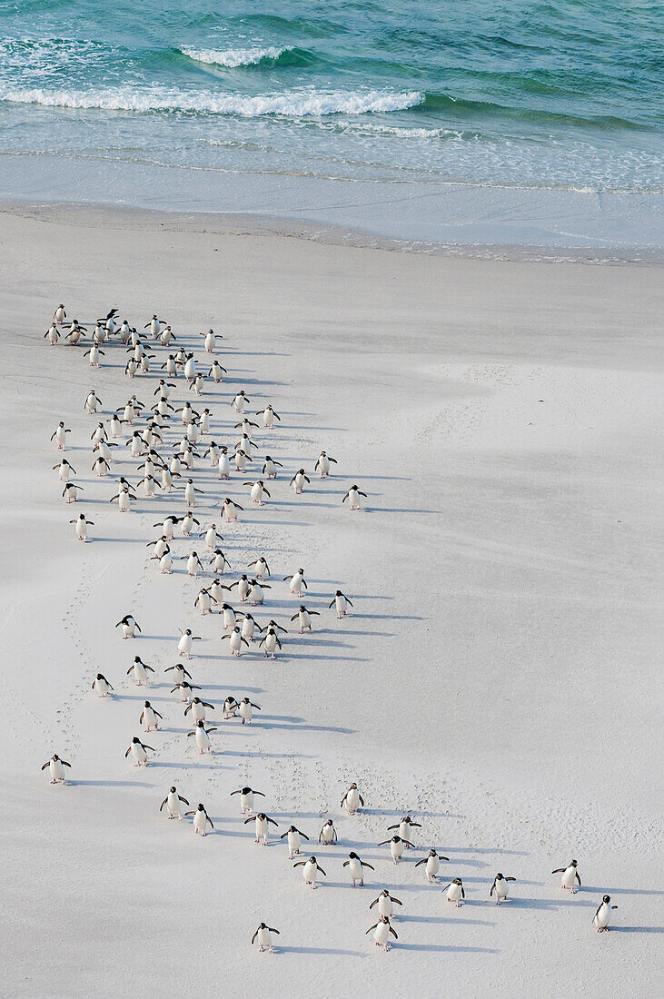 Rockhopper Penguin (Eudyptes chrysocome) group on beach, Saunders Island, Falkland Islands