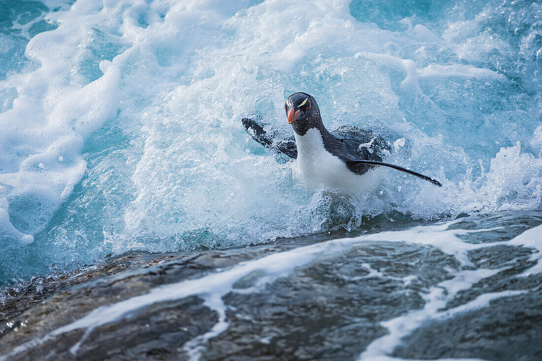 Rockhopper Penguin (Eudyptes chrysocome) coming ashore, West Point Island, Falkland Islands