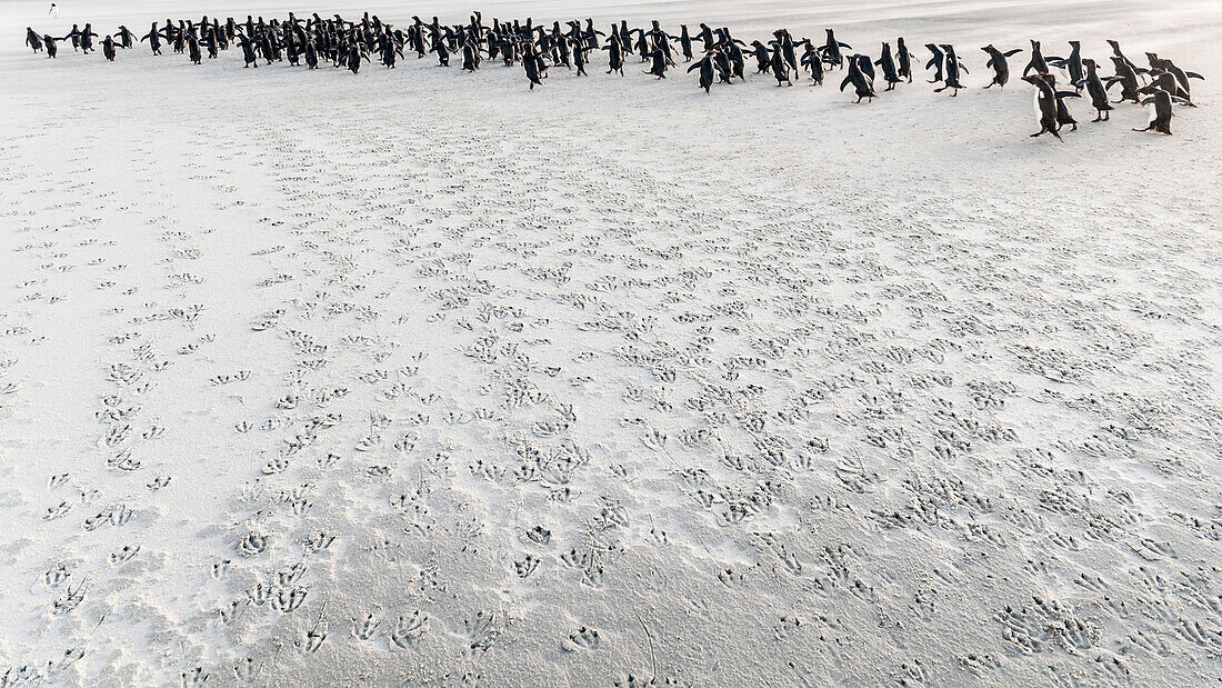Rockhopper Penguin (Eudyptes chrysocome) group running on beach, Saunders Island, Falkland Islands