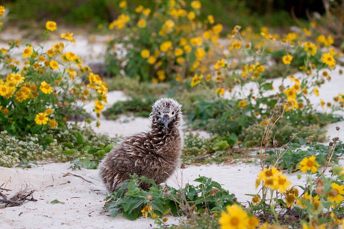 Laysan Albatross (Phoebastria immutabilis) chick with invasive Verbesina (Verbesina sp) plant, Midway Atoll, Hawaiian Leeward Islands, Hawaii