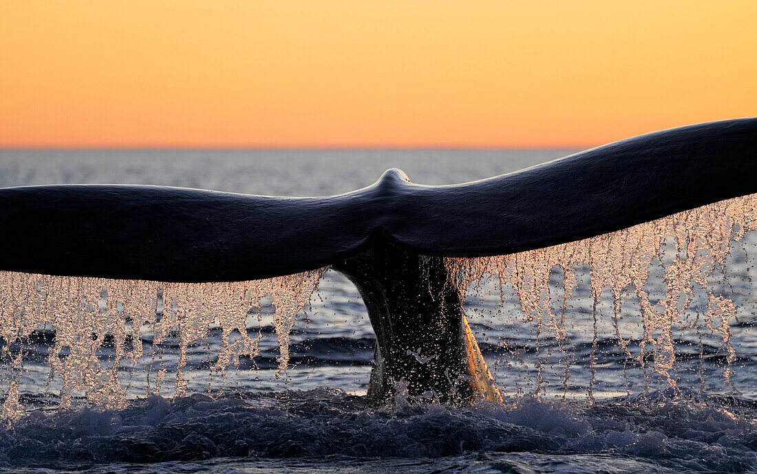 Southern Right Whale (Eubalaena australis) diving, Peninsula Valdez, Argentina