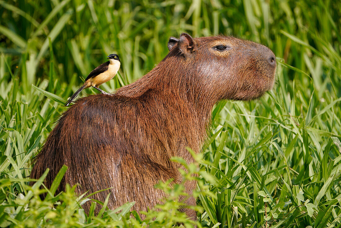 Cattle Tyrant (Machetornis rixosa) on Capybara (Hydrochoerus hydrochaeris), Pantanal, Brazil