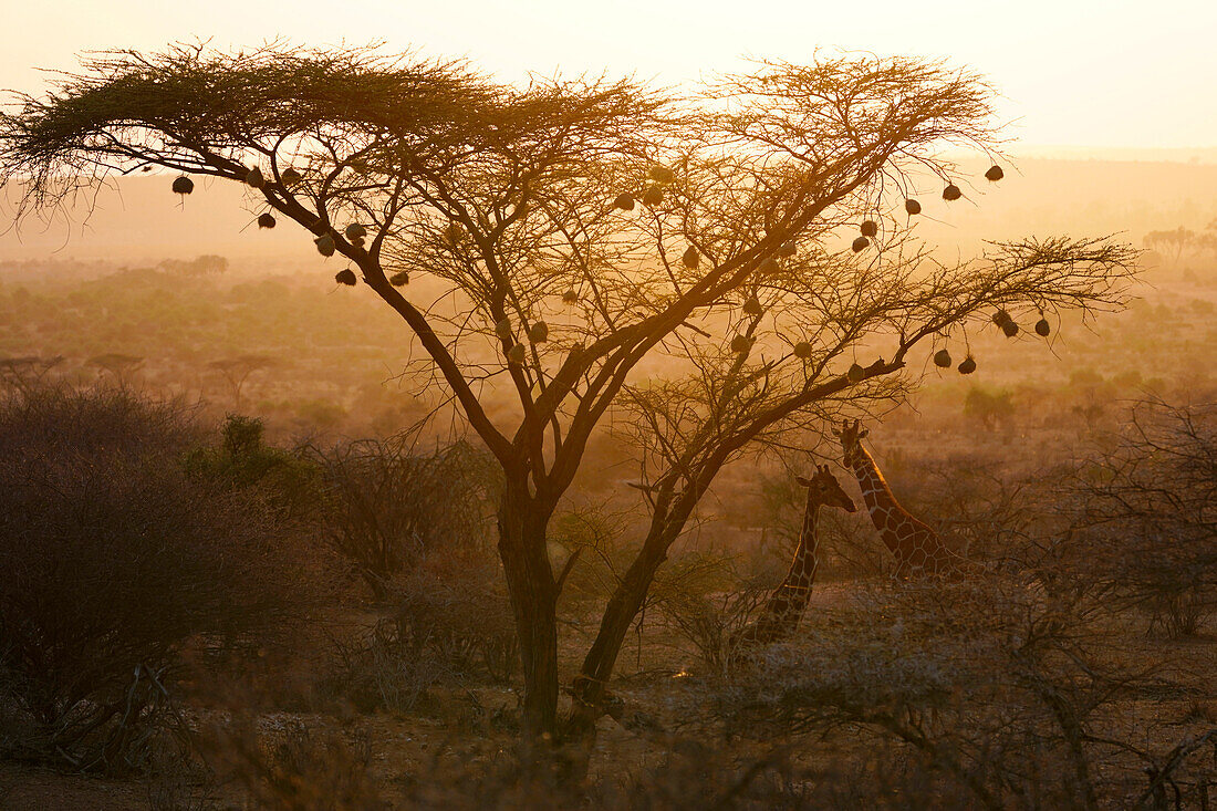 Reticulated Giraffe (Giraffa reticulata) pair with Weaver (Ploceidae) nests at sunrise, Samburu National Park, Kenya