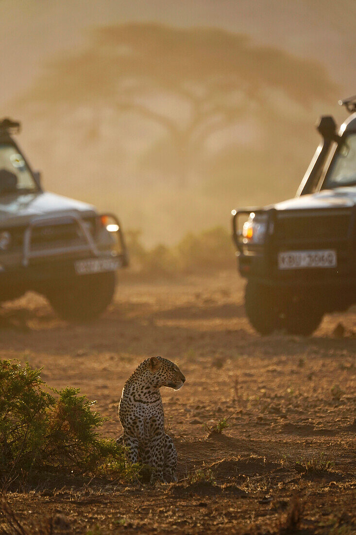 Leopard (Panthera pardus) and safari vehicles, Samburu National Park, Kenya